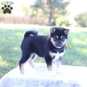 Daisy, Shiba Inu Puppy